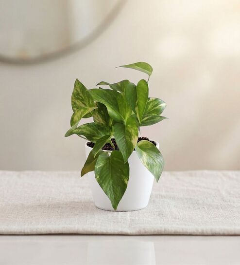 Variegated Money Plant In White Pot