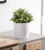 Plastic White Flower Desk Pots