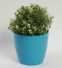 Plastic Blue Flower Desk Pots