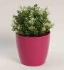 Plastic Pink Flower Desk Pots