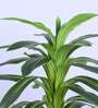 Artificial Variegated Dracaena Plant with Pot