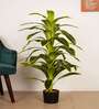 Artificial Variegated Dracaena Plant with Pot