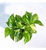 Variegated Money Plant with Grow Pot
