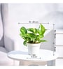 Variegated Money Plant with Grow Pot