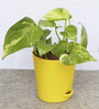 Variegated Natural Money Plant