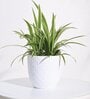 Verona Mocca (Set of 3) Plastic Planters