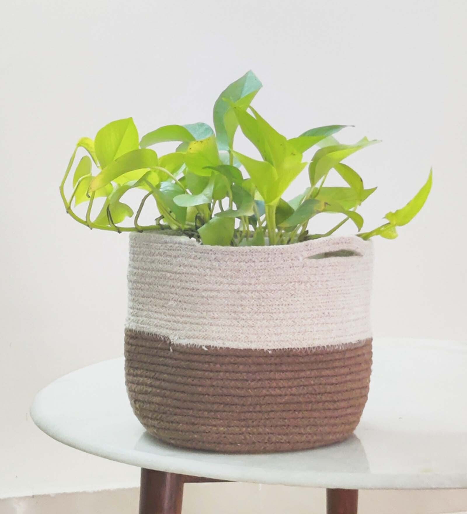 Vibrant Brown Cotton Planter