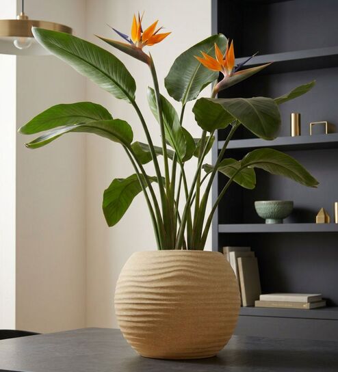 W SPHR Beige 10 Inch German Polymer Round Plant Container