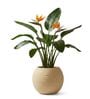 W SPHR Beige 10 Inch German Polymer Round Plant Container