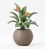 W SPHR Choco Brown 10 Inch German Polymer Round Plant Container