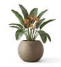 W SPHR Choco Brown 13 Inch German Polymer Round Plant Container