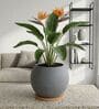W SPHR Grey 10 Inch German Polymer Round Plant Container