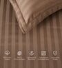 Brown 300TC 100% Cotton Stripe Flat Super King Bedsheet with 2 Pillow Covers