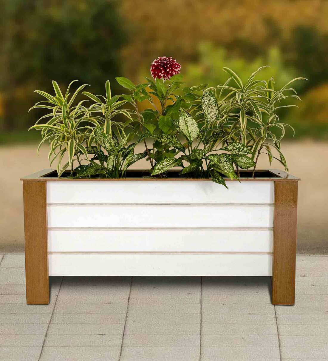 Image of White rectangular planter with wooden frame