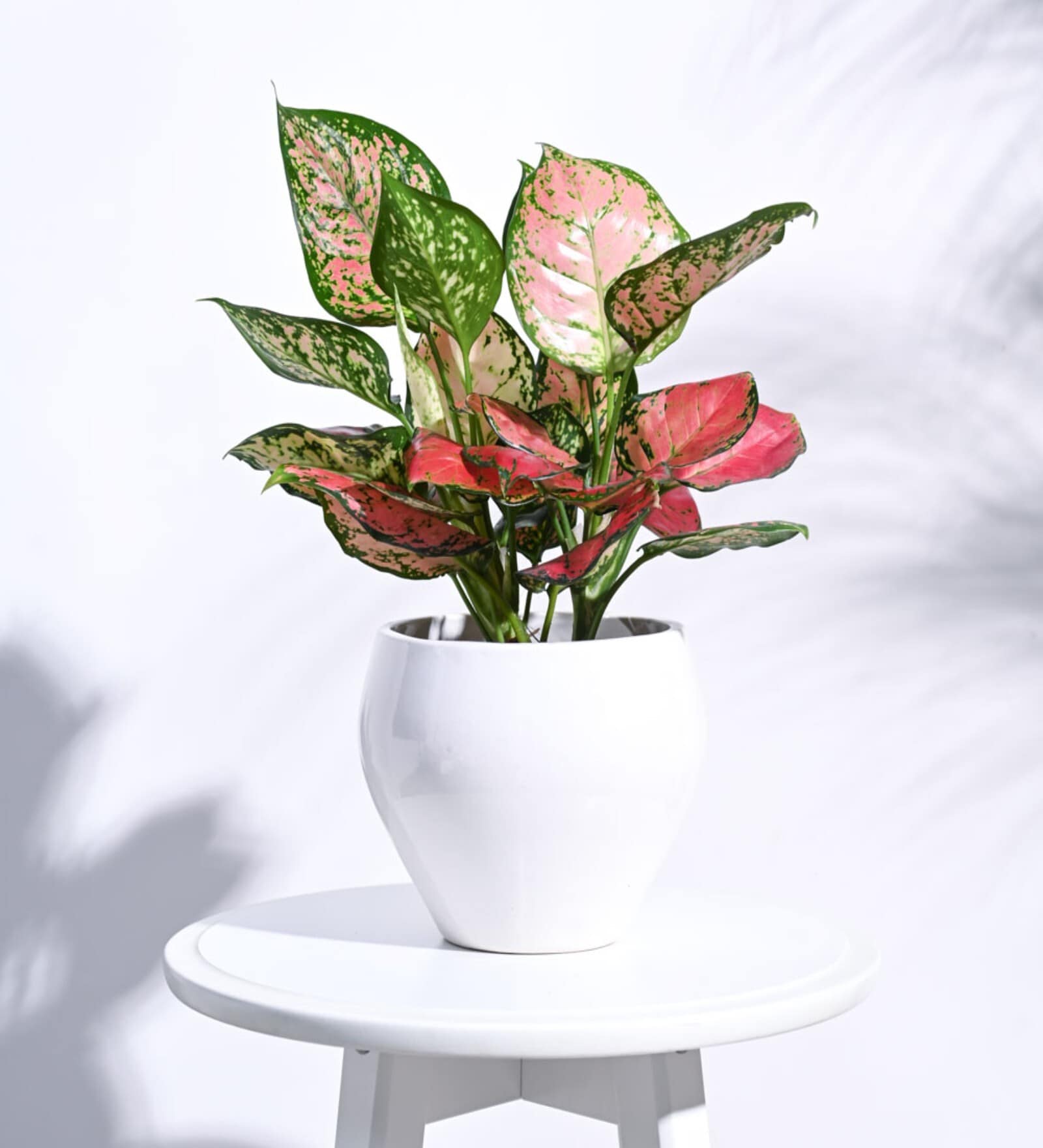 White Ceramic Apple Shape Desk Pot Desk Pot