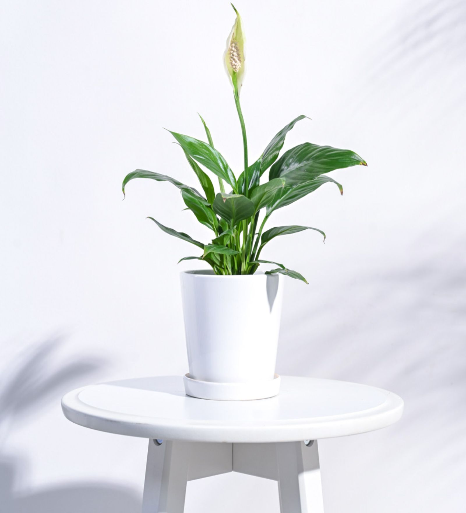 White Ceramic Desk Pot