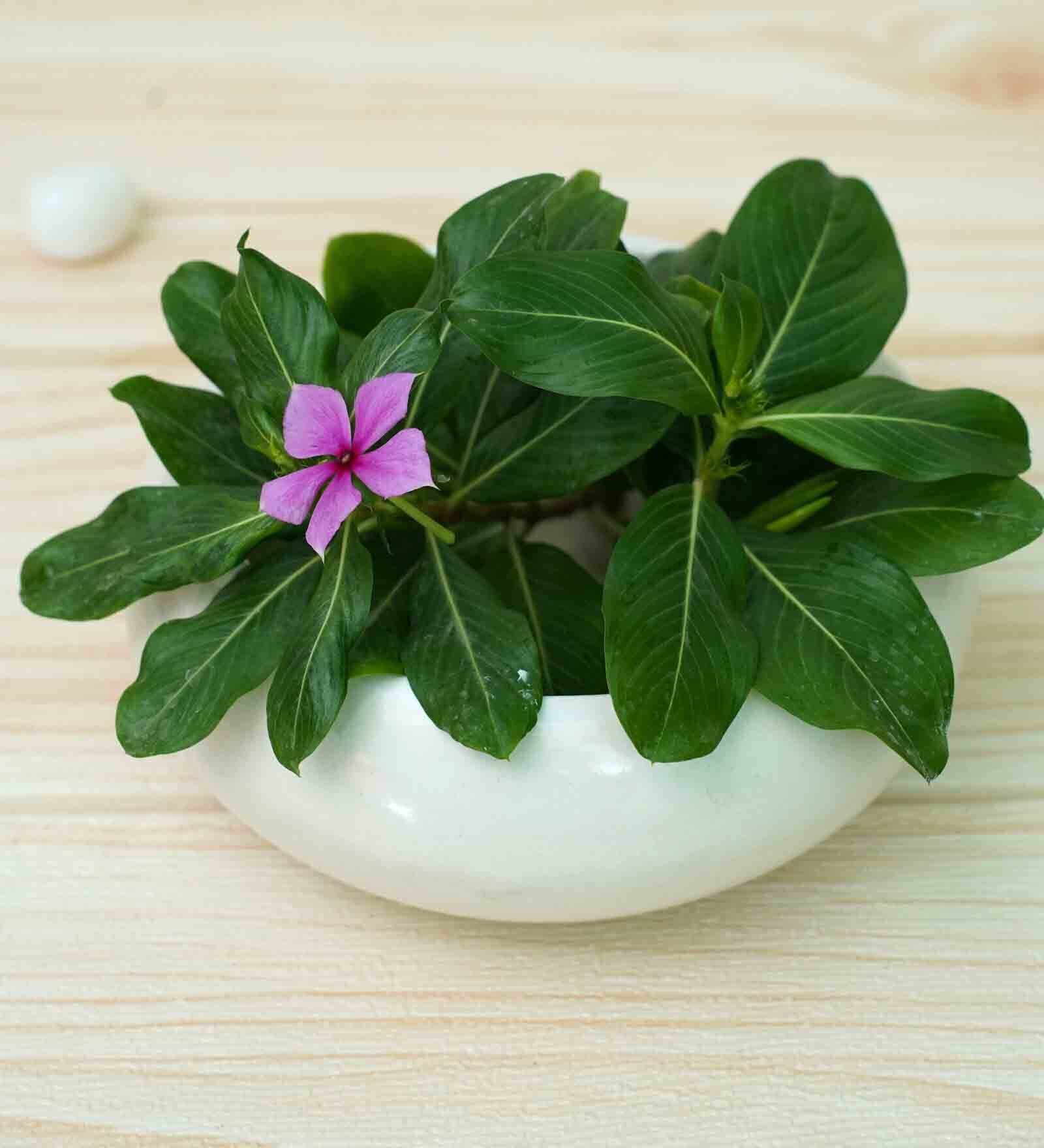 White Ceramic Belly Desk Pot