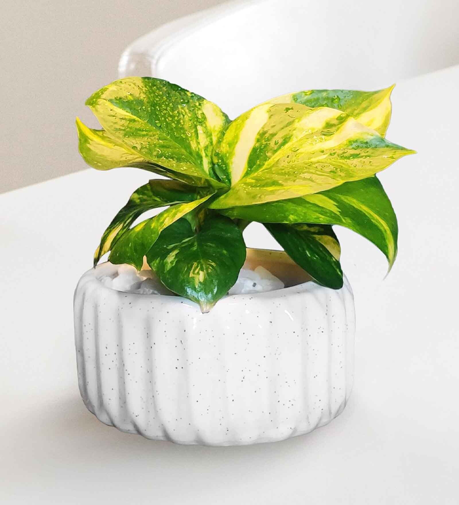 White Ceramic Levare Desk Pot