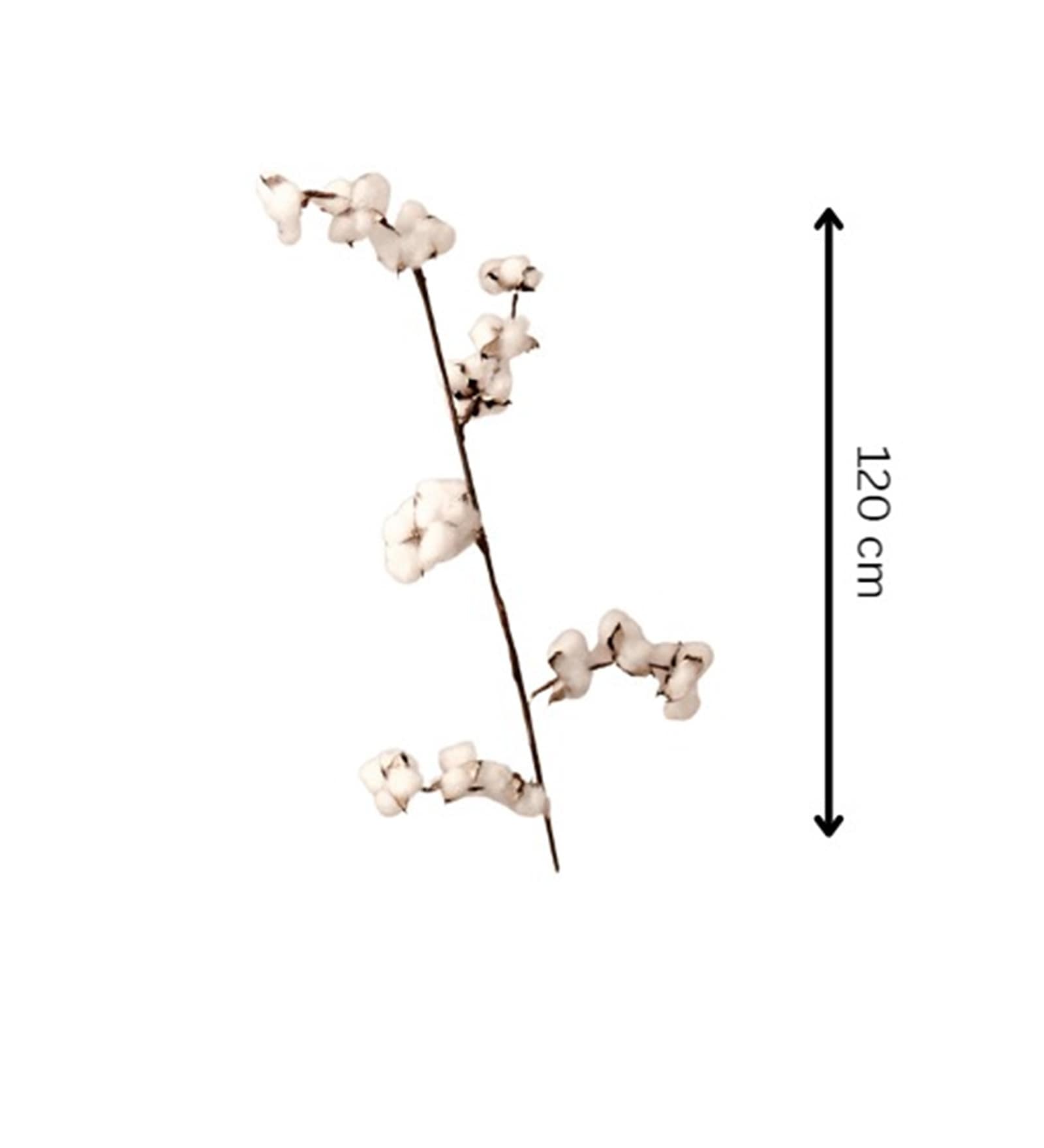 White Dried Flower Cotton Sticks Set Of 5