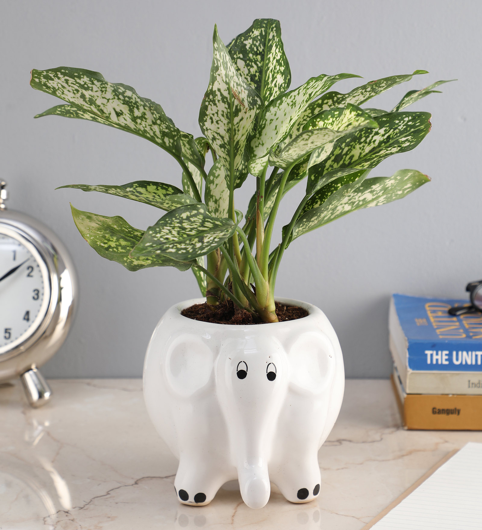 White Elephant Ceramic Pot Aglaonema Green Natural Plant