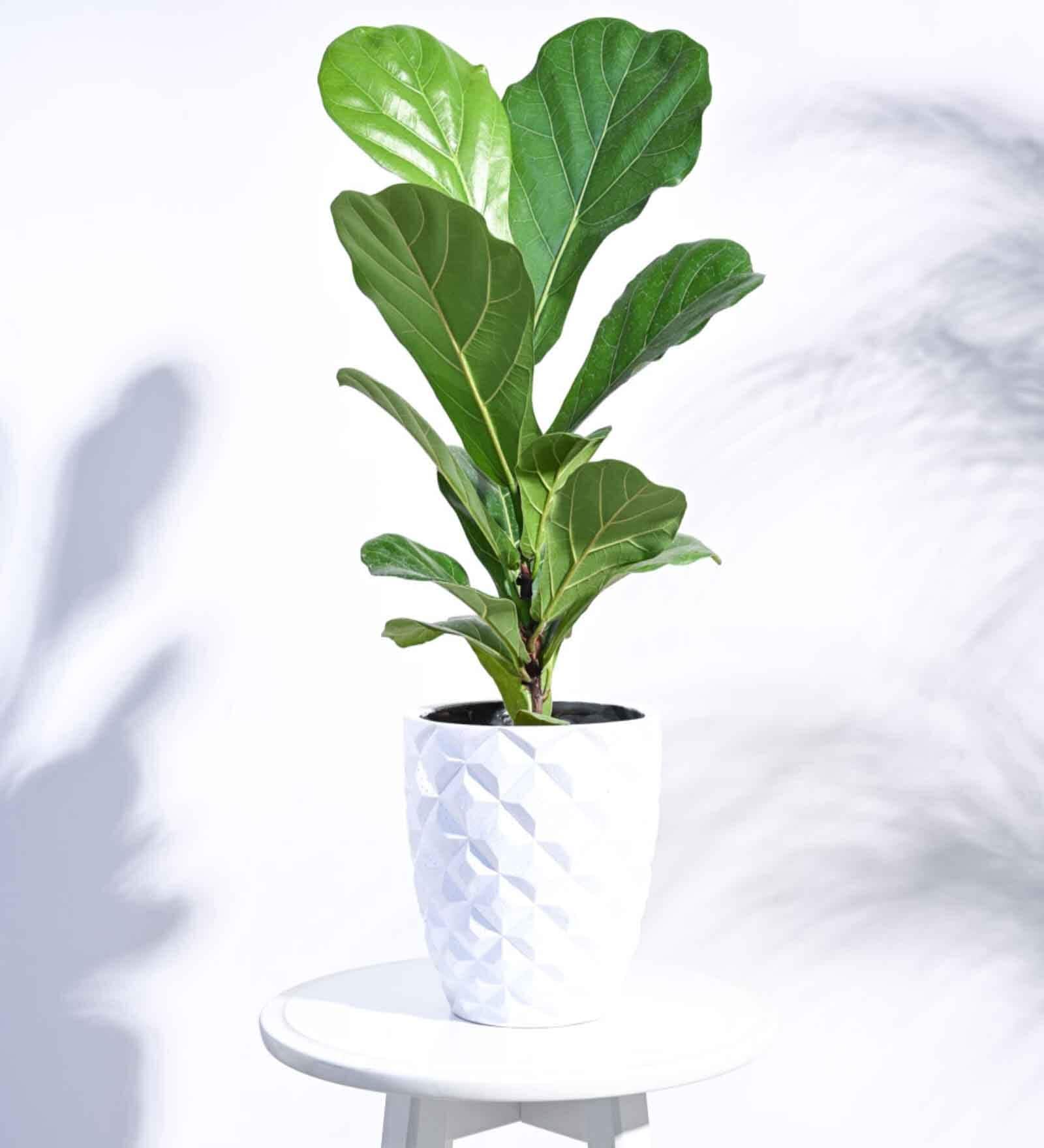 White Plastic Heraldry Taper Round Small Desk Pot