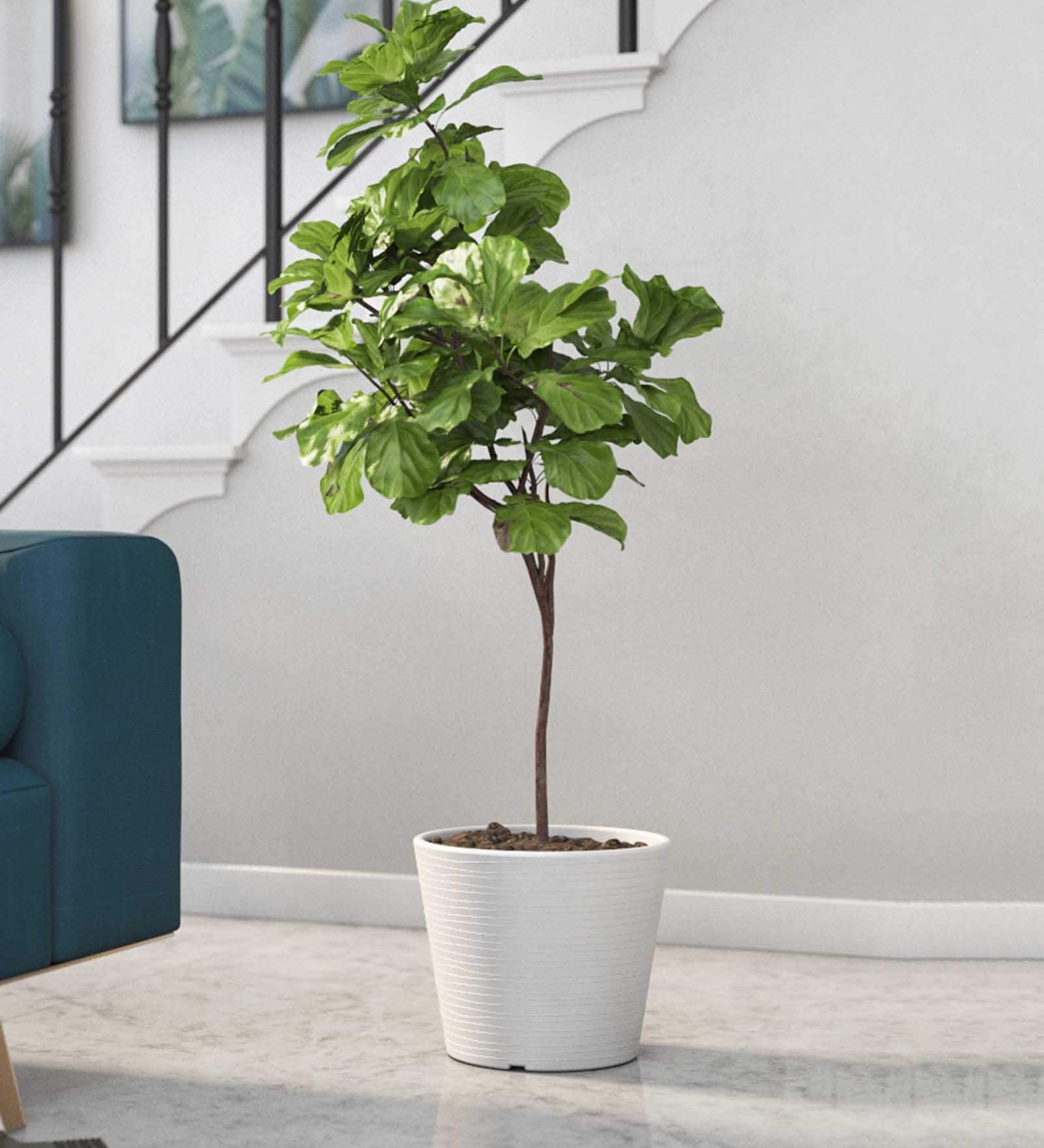 Aloha White Polymer Floor
Planter