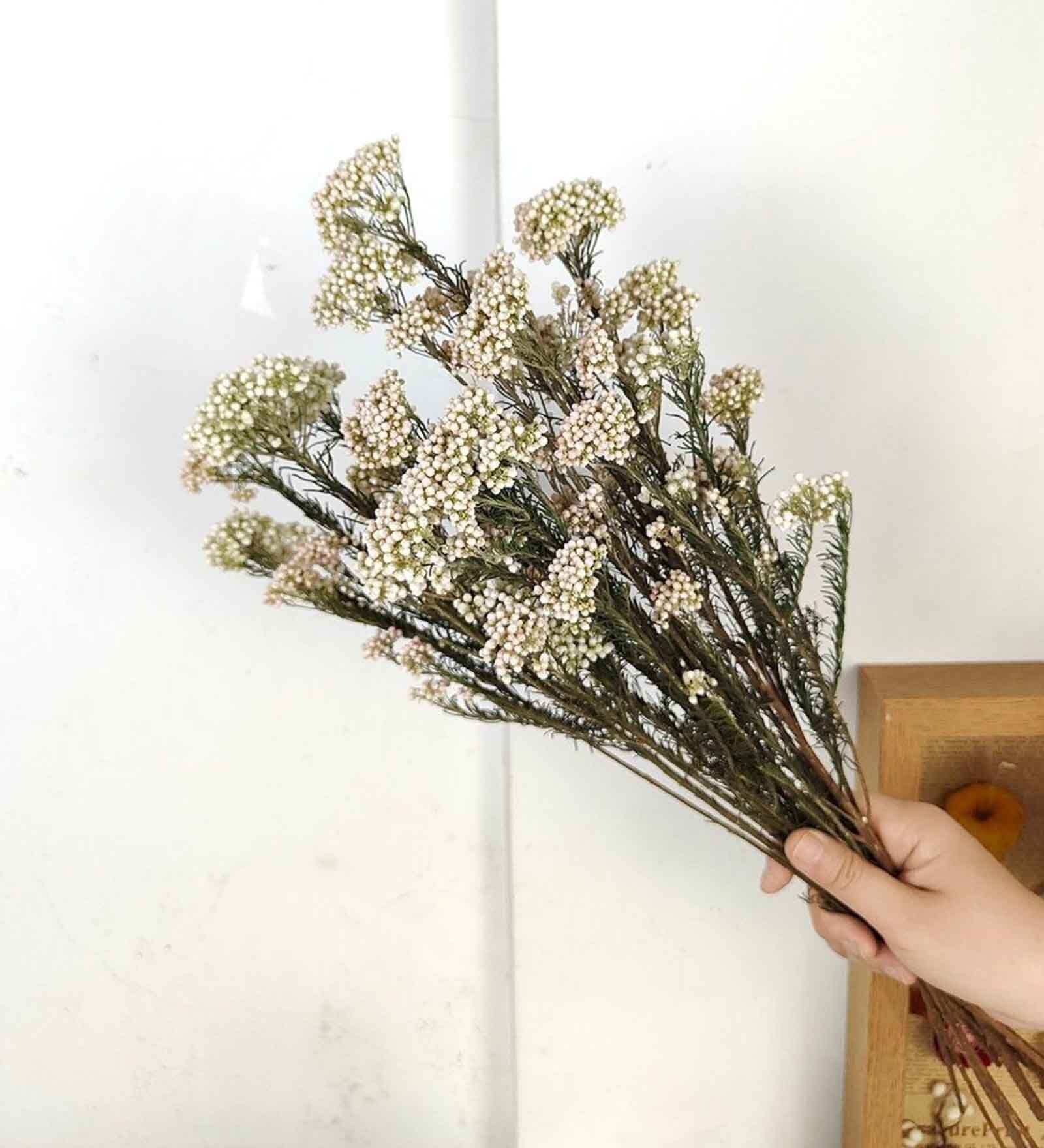 White Rice Flower 3 Stems
