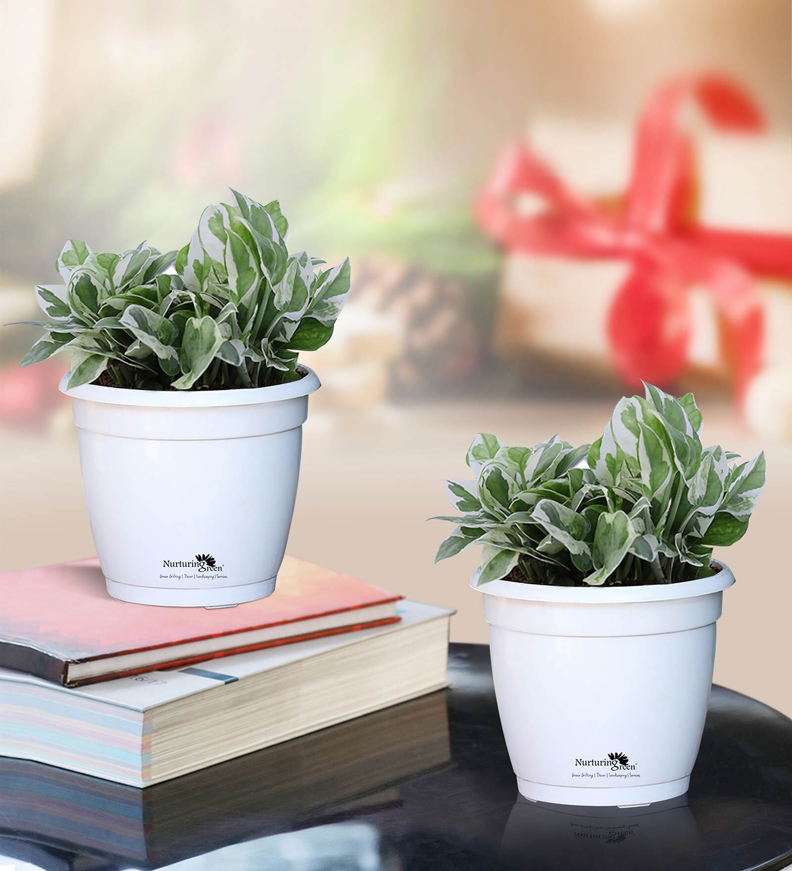 White Scindapsus Compacta Medium Natural Plant In Fibre Pot, Set Of 2