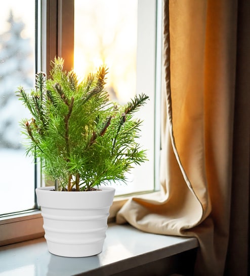 White BR Whte Round 12 Inches Planter