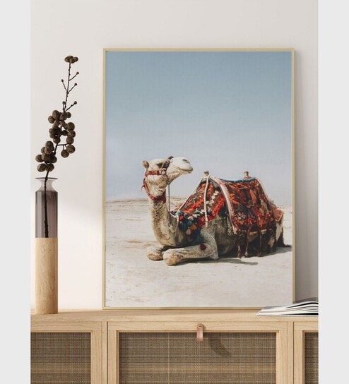 white camel in the desert