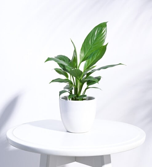 White Ceramic Apple Shape Desk Pot Planter by Ugaoo