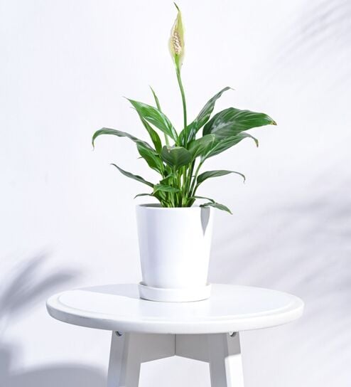 White Ceramic Desk Pot
