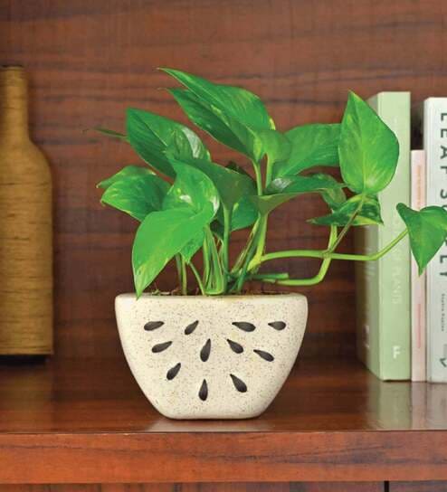 White Ceramic Watermelon Shape Desk Pot Planter by Ugaoo