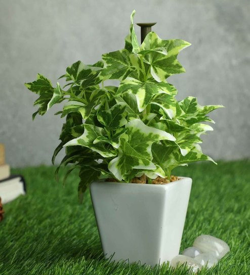 White Ivy Pvc Artificial Bonsai With White Ceramic Pot