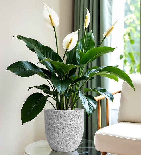 White Pcup Marble Round 6 Inches Planter