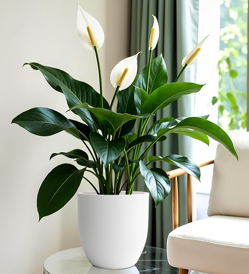 White Pcup Round 8 Inches Planter