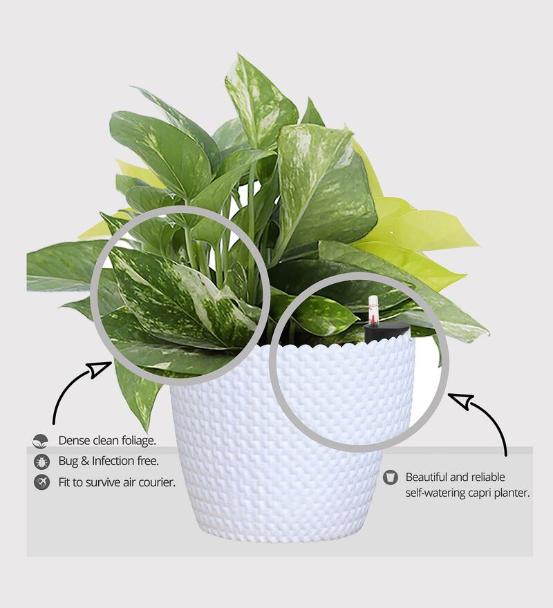 Buy White Scindapsus Green Medium Natural Plant in SelfWatering Fibre