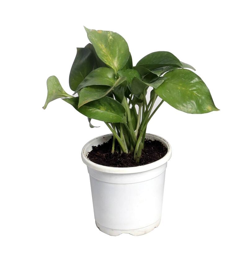 Buy White Scindapsus Green Small Natural Plant in Fibre Pot by ...