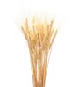 Wheat Field Natural Dried Flowers Set of 30 Stems