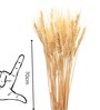 Wheat Field Natural Dried Flowers Set of 30 Stems