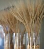 Wheat Field Natural Dried Flowers Set of 30 Stems