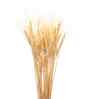 Wheat Field Natural Dried Flowers Set of 30 Stems