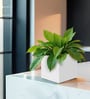 White Square Shaped Polymer Floor Planter