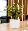 White Square Shaped Polymer Floor Planter