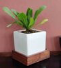White And Walnut Ceramic & Pinewood Pie Planter With Stand