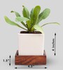 White And Walnut Ceramic & Pinewood Pie Planter With Stand