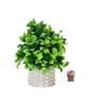 Green Artificial Plants with White Pot