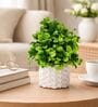 Green Artificial Plants with White Pot