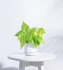 White Ceramic Desk Pot