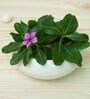White Ceramic Belly Desk Pot